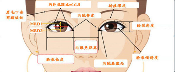 睑裂长度东方人睑裂长度平均为25-28mm.