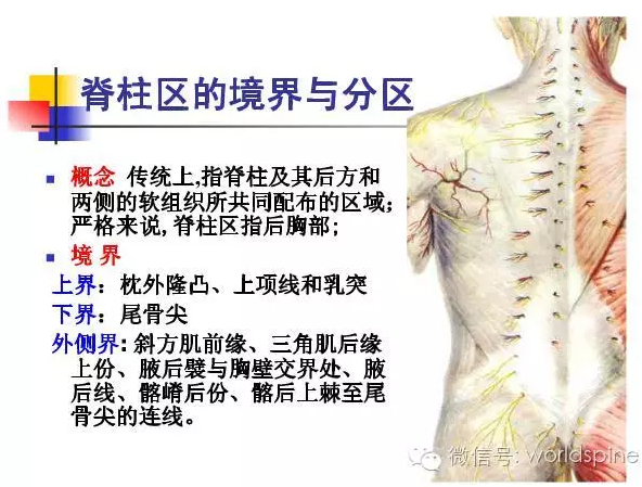 脊柱區應用解剖