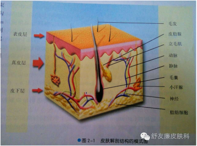 表皮真皮和皮下组织
