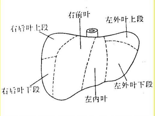 肝脏s8在哪里崔医生为你讲解肝脏解剖位置