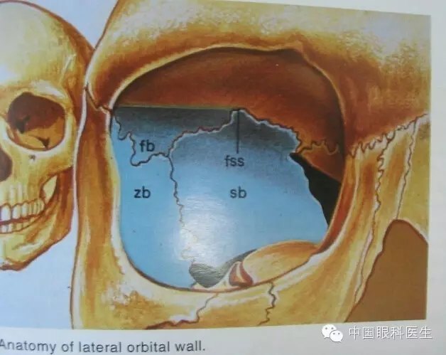眼眶的解剖最全面的圖文詳解