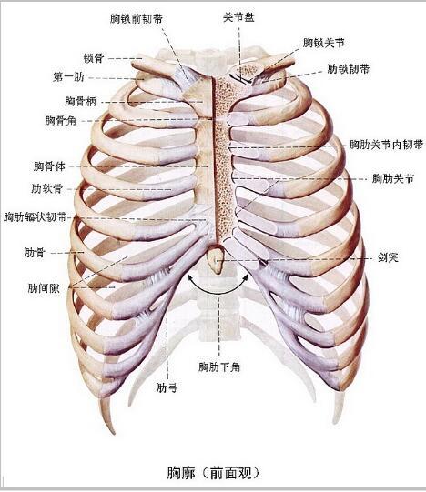 剑突多大图片