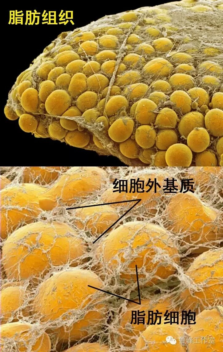 svf-gel与面部年轻化!