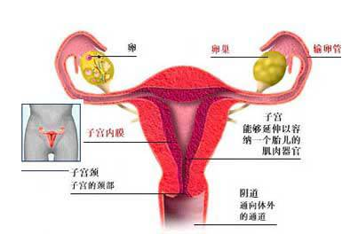 女性月经期子宫变化图图片