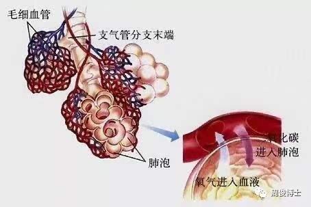 小支气管和细支气管图片