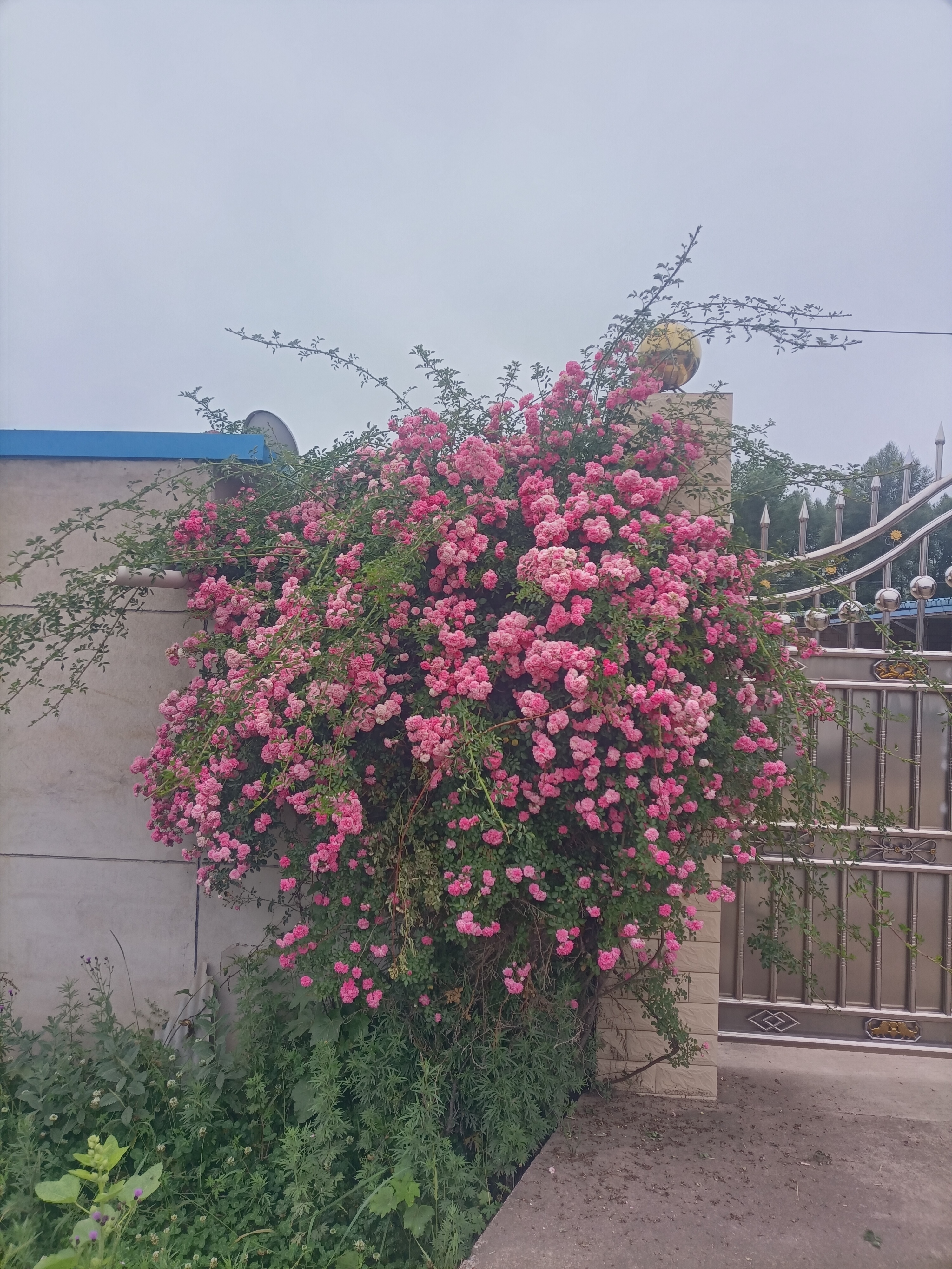 圖片