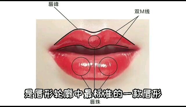 各种唇形大科普