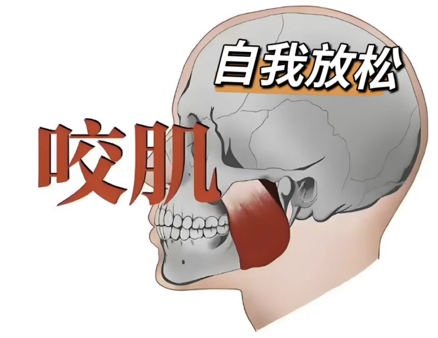 颞颌关节紊乱-咬肌的自我放松 - 好大夫在线