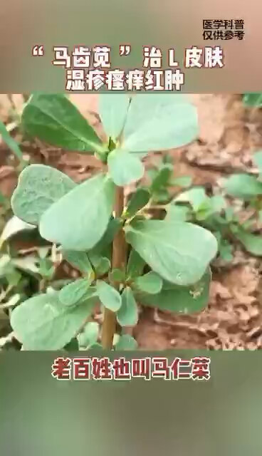外用治疗急性皮炎湿疹的鲜药-马齿苋