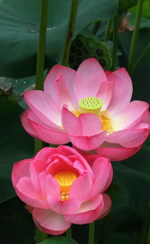 圖片