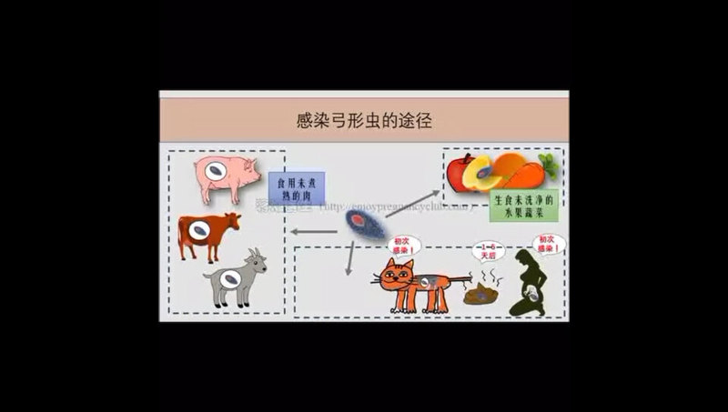 养猫可能会感染弓形虫影响胎儿，哪些途径会感染？如何预防？